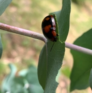 Paropsisterna beata at Murrumbateman, NSW - 3 Jan 2021 02:54 PM