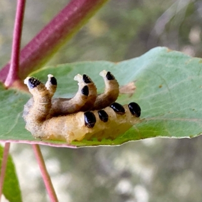 Perginae sp. (subfamily) (Unidentified pergine sawfly) at Paddys River, ACT - 1 Jan 2021 by AndrewCB