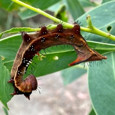 Neola semiaurata (Wattle Notodontid Moth) at Paddys River, ACT - 1 Jan 2021 by AndrewCB