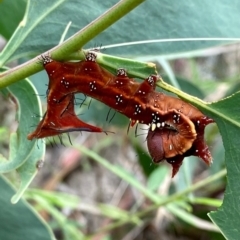 Neola semiaurata at Paddys River, ACT - 1 Jan 2021 03:43 PM