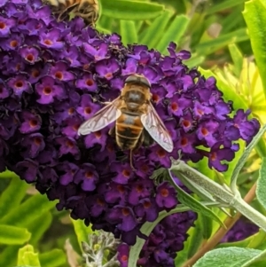 Eristalis tenax at Hughes, ACT - 4 Jan 2021 11:54 AM