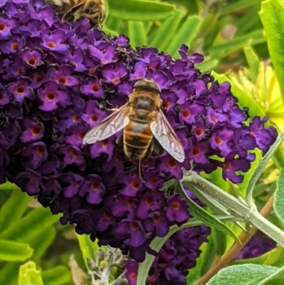 Eristalis tenax (Drone fly) at Hughes, ACT - 4 Jan 2021 by JackyF