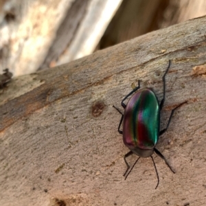 Chalcopteroides cupripennis at Murrumbateman, NSW - 3 Jan 2021 03:31 PM