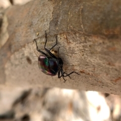 Chalcopteroides cupripennis at Murrumbateman, NSW - 3 Jan 2021