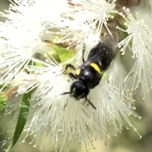 Hylaeus (Hylaeorhiza) nubilosus at Murrumbateman, NSW - 3 Jan 2021