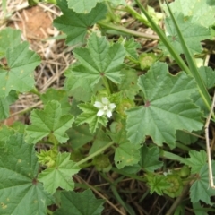 Malva parviflora (Little Mallow) at Nangus, NSW - 15 Nov 2010 by abread111