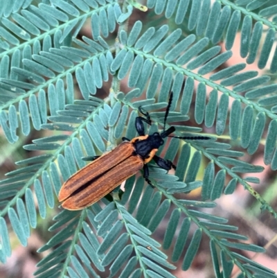 Rhinotia haemoptera (Lycid-mimic belid weevil, Slender Red Weevil) at Murrumbateman, NSW - 4 Jan 2021 by SimoneC