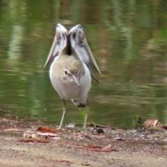 Actitis hypoleucos at Monash, ACT - 3 Jan 2021 03:03 PM