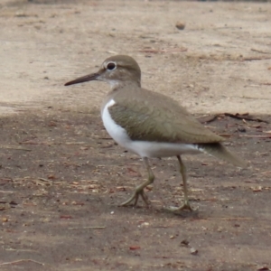 Actitis hypoleucos at Monash, ACT - 3 Jan 2021 03:03 PM