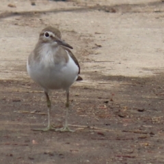 Actitis hypoleucos at Monash, ACT - 3 Jan 2021 03:03 PM