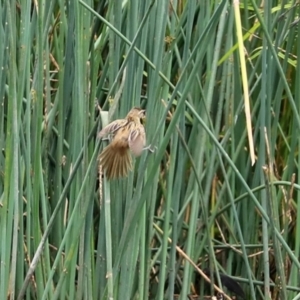 Poodytes gramineus at Monash, ACT - 3 Jan 2021 02:27 PM