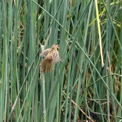 Poodytes gramineus (Little Grassbird) at Monash, ACT - 3 Jan 2021 by RodDeb