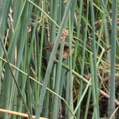 Poodytes gramineus at Monash, ACT - 3 Jan 2021