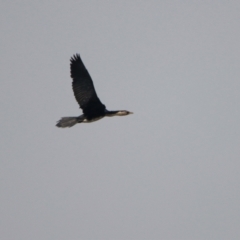 Microcarbo melanoleucos (Little Pied Cormorant) at Macarthur, ACT - 4 Jan 2021 by RodDeb