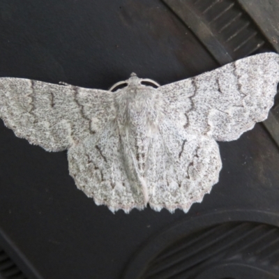 Crypsiphona ocultaria (Red-lined Looper Moth) at Macarthur, ACT - 4 Jan 2021 by RodDeb