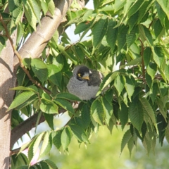 Manorina melanocephala (Noisy Miner) at Throsby, ACT - 4 Jan 2021 by davobj