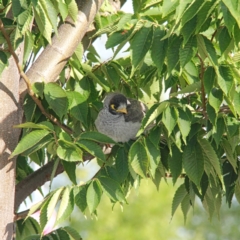 Manorina melanocephala (Noisy Miner) at Throsby, ACT - 3 Jan 2021 by davobj