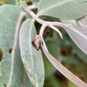 Gonipterus sp. (genus) at Murrumbateman, NSW - 4 Jan 2021