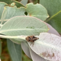 Gonipterus sp. (genus) at Murrumbateman, NSW - 4 Jan 2021