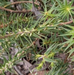 Melichrus urceolatus at Currawang, NSW - 29 Dec 2020