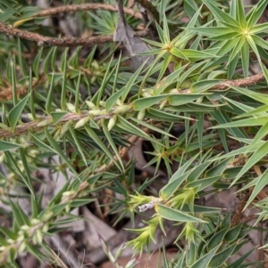 Melichrus urceolatus at Currawang, NSW - 29 Dec 2020