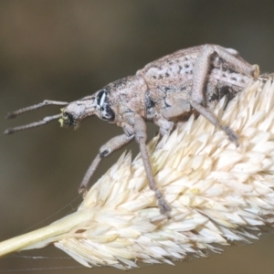 Leptopius robustus at Forde, ACT - 2 Jan 2021