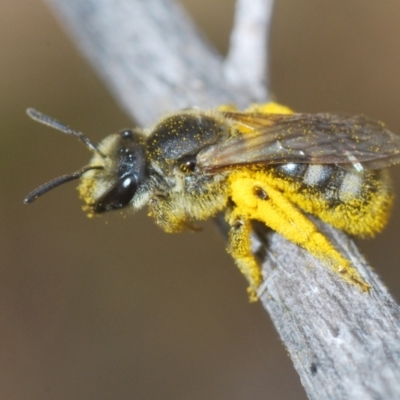 Lasioglossum (Chilalictus) sp. (genus & subgenus) (Halictid bee) at Hughes, ACT - 2 Jan 2021 by Harrisi