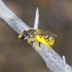 Lasioglossum (Chilalictus) sp. (genus & subgenus) at Hughes, ACT - 2 Jan 2021 01:46 PM