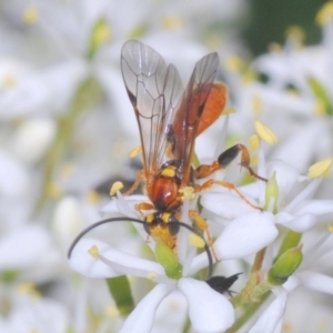 Ichneumonidae (family) at Hughes, ACT - 2 Jan 2021 01:29 PM