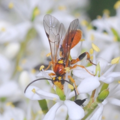 Ichneumonidae (family) (Unidentified ichneumon wasp) at Hughes, ACT - 2 Jan 2021 by Harrisi