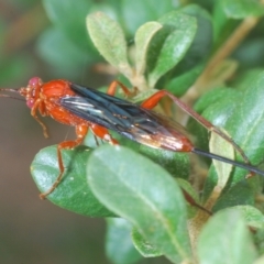 Lissopimpla excelsa (Orchid dupe wasp, Dusky-winged Ichneumonid) at Hughes, ACT - 2 Jan 2021 by Harrisi