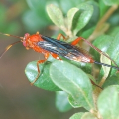 Lissopimpla excelsa at Hughes, ACT - 2 Jan 2021 01:15 PM