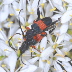 Obrida fascialis at Hughes, ACT - 2 Jan 2021