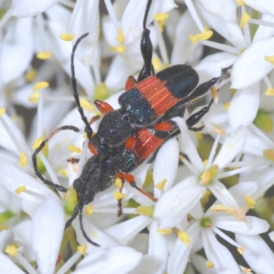 Obrida fascialis (One banded longicorn) at Hughes, ACT - 2 Jan 2021 by Harrisi