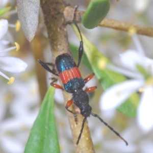 Obrida fascialis at Hughes, ACT - 2 Jan 2021