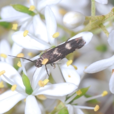 Crossophora semiota (A Concealer moth) at Hughes, ACT - 2 Jan 2021 by Harrisi