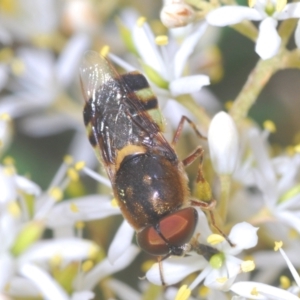 Odontomyia hunteri at Hughes, ACT - 2 Jan 2021