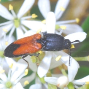 Anilicus xanthomus at Hughes, ACT - 2 Jan 2021 12:02 PM