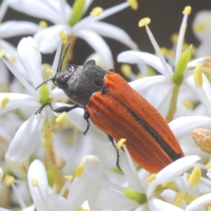 Castiarina erythroptera at Hughes, ACT - 2 Jan 2021