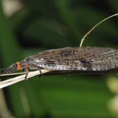 Archichauliodes (Riekochauliodes) guttiferus (Dobsonfly or Fishfly) at Acton, ACT - 1 Jan 2021 by TimL