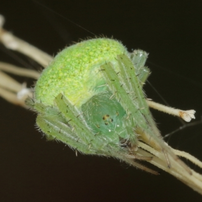 Araneus circulissparsus (species group) (Speckled Orb-weaver) at ANBG - 3 Jan 2021 by TimL