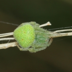 Araneus circulissparsus (species group) at Acton, ACT - suppressed