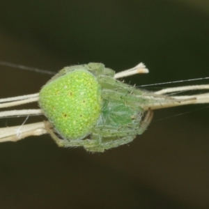 Araneus circulissparsus (species group) at Acton, ACT - 3 Jan 2021