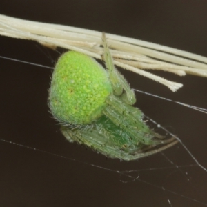 Araneus circulissparsus (species group) at Acton, ACT - suppressed