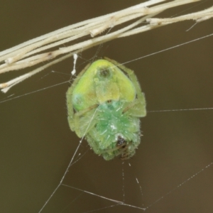 Araneus circulissparsus (species group) at Acton, ACT - 3 Jan 2021