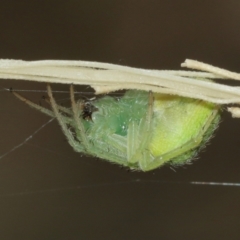 Araneus circulissparsus (species group) at Acton, ACT - suppressed