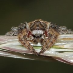 Dolophones sp. (genus) (Wrap-around spider) at Majura, ACT - 1 Jan 2021 by TimL