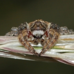 Dolophones sp. (genus) (Wrap-around spider) at Majura, ACT - 2 Jan 2021 by TimL