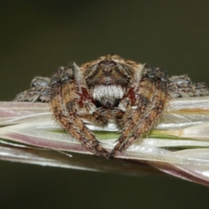 Dolophones sp. (genus) at Majura, ACT - 2 Jan 2021