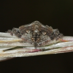 Dolophones sp. (genus) at Majura, ACT - 2 Jan 2021